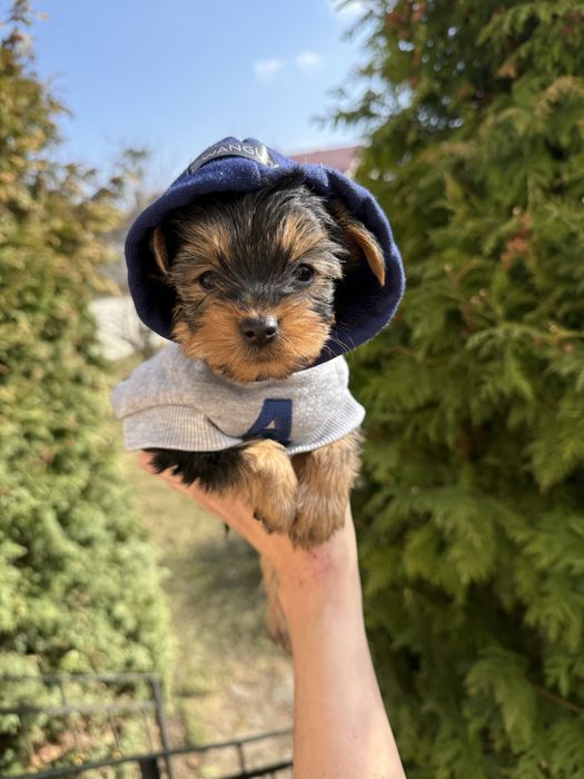 Цуценята йорк терєр