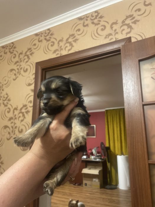 Продам цуценят Йоршерській терєр
