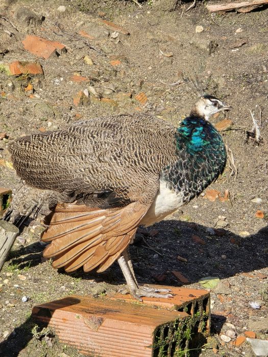Pavões com fator arlequim