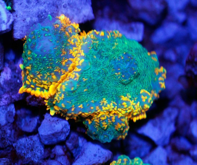 Rhodactis Koral Grzyb Morskie Malibu Bay breeze  FLUOLAMPS WYSYLKI