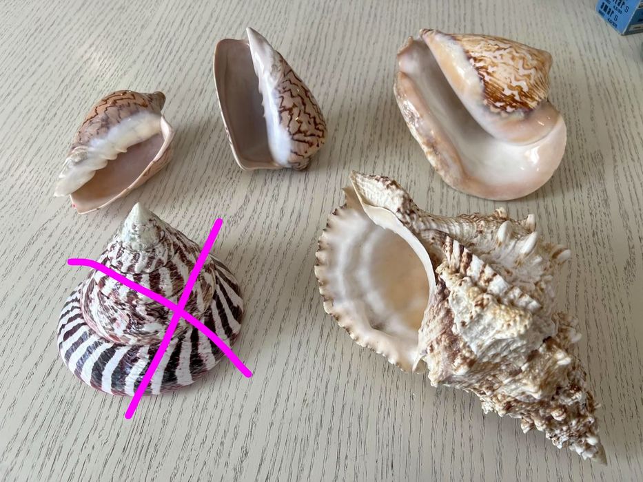 Морские ракушки большие и средние