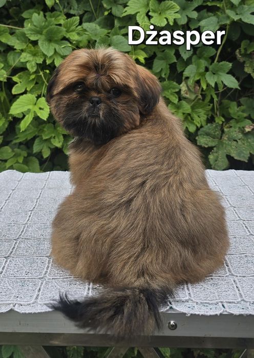 Piesek Shih tzu ZKWP