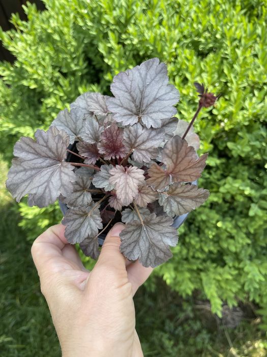 Продам гейхери