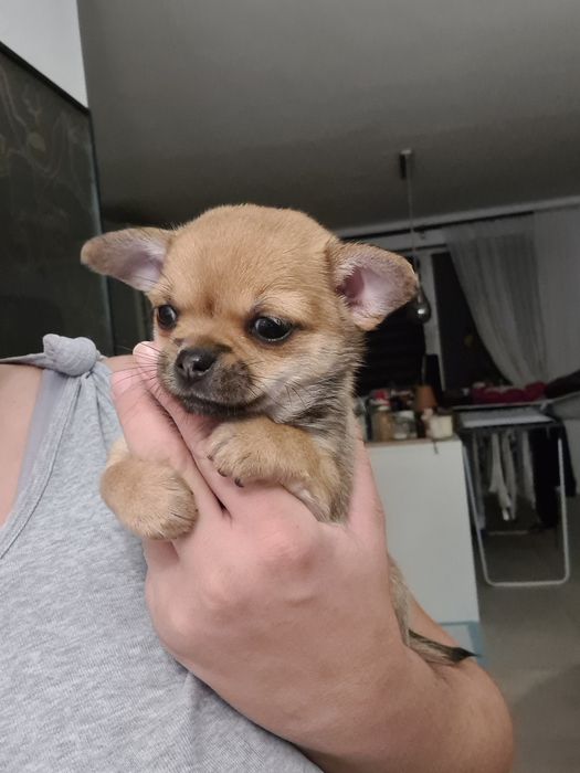 *Diana* Sunia chihuahua