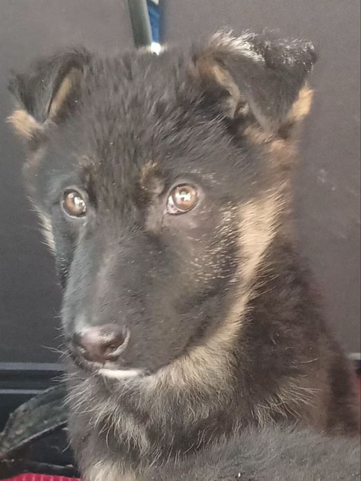 Німецька Вівчарка цуценя