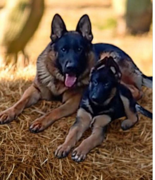 Щенки нем овчарки . питомник.