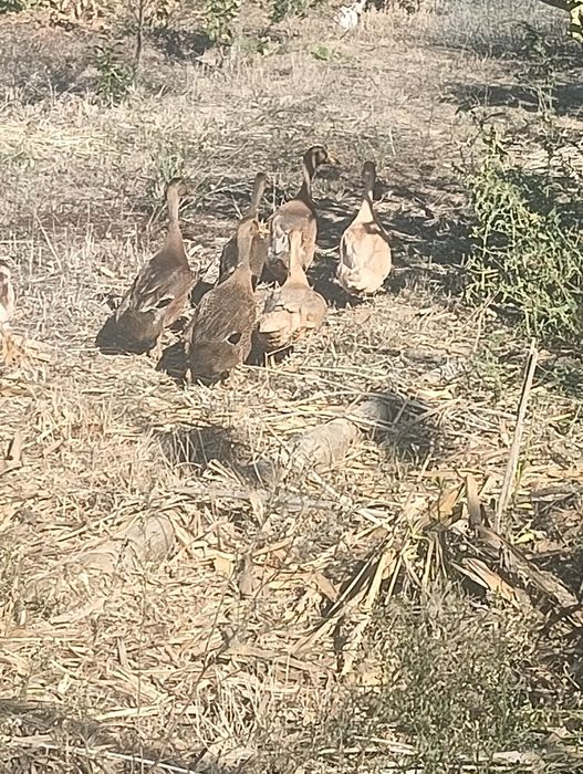 Patos rouen jovens