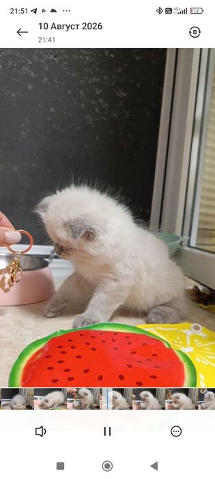 Терміново! Шотландський Хайленд Фолд хлопчик