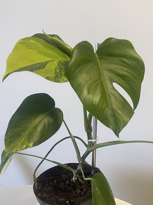 Planta Monstera. Aurea variagata
