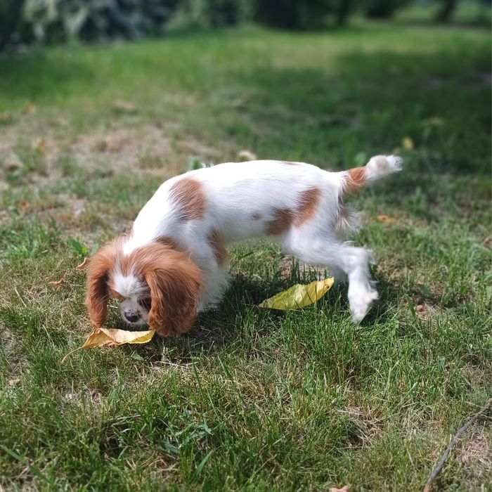 Cavalier King Charles Spaniel-Sunia