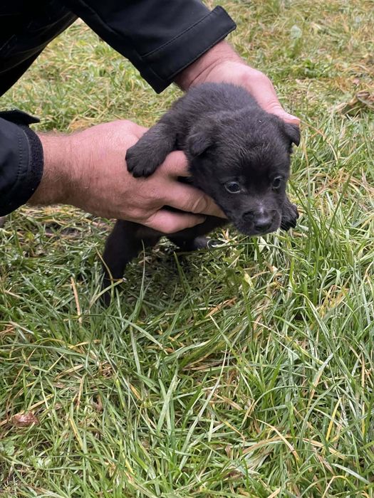 Szczeniaki szukają nowego domu