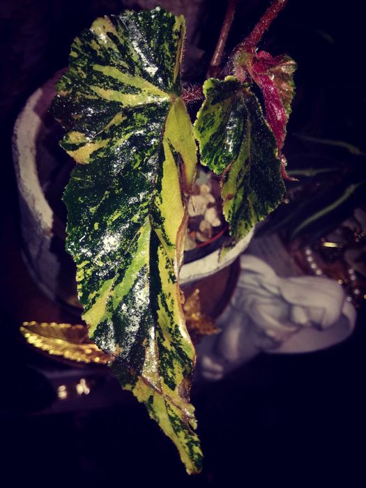 Begonia Ginny Galaxy Variegata Pink Aurea UNIKAT ! monstera philode
