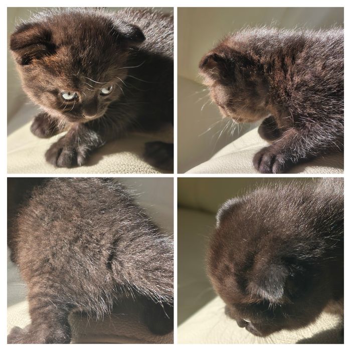Котята   кошенята  Скотиш  Фолд