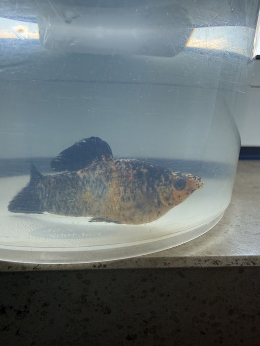 Peixes mollys e espadas