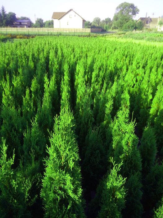 Wysoka tuja szmaragd od producenta 150 cm