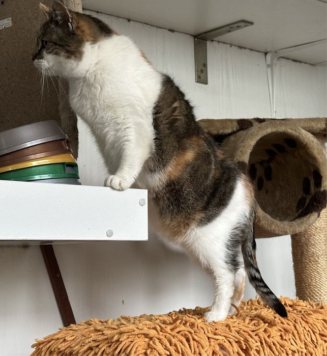 April - urocza kotka ze schroniska, ur. 2020