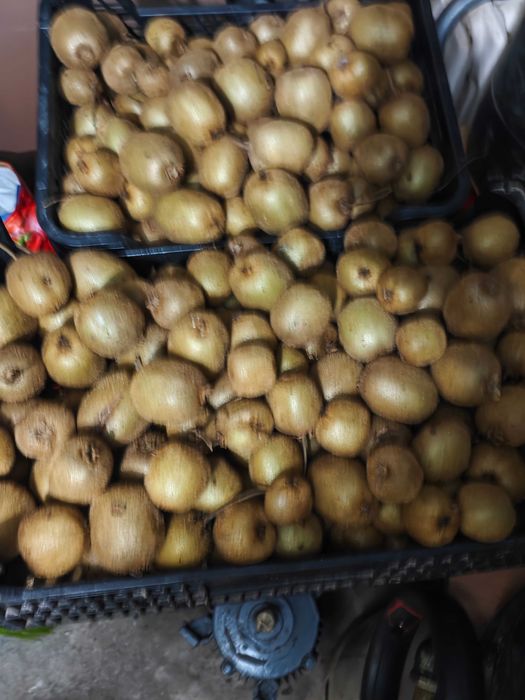 Kiwi verde biológico