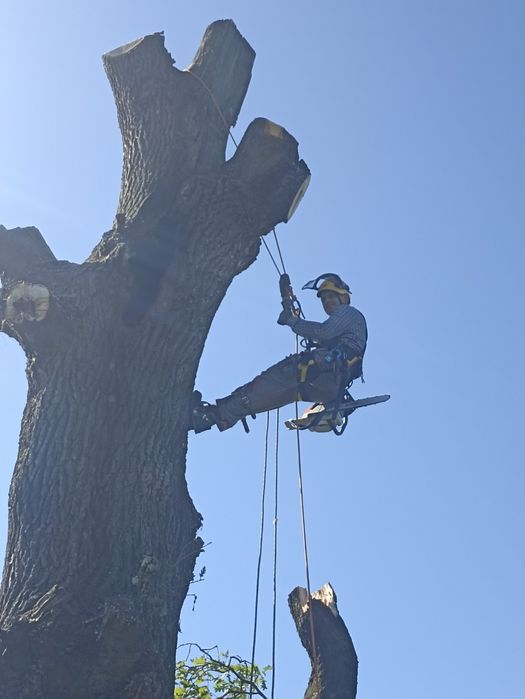 Зрізання обрізання валка видалення аварійних дерев