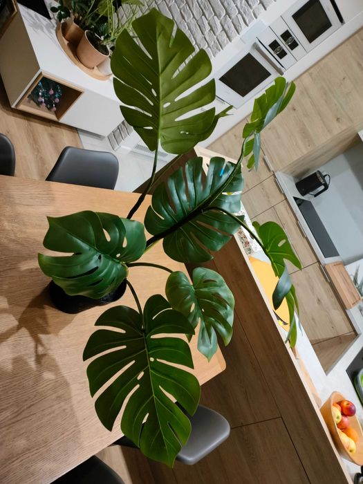 monstera thai collection Monstera 'Thai Constellation' kaufen