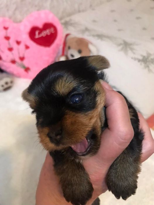 Maluszki szukają domu