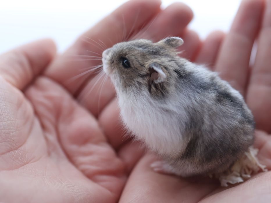 Chomik dżungarski Campbella Urodzony 15 listopada Oswojony