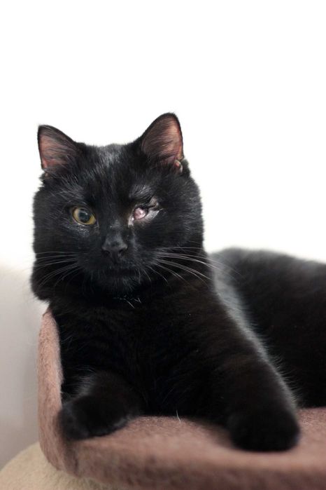 Milka szuka wspólnego domu z Milką! Fundacja "Stawiamy na Łapy"