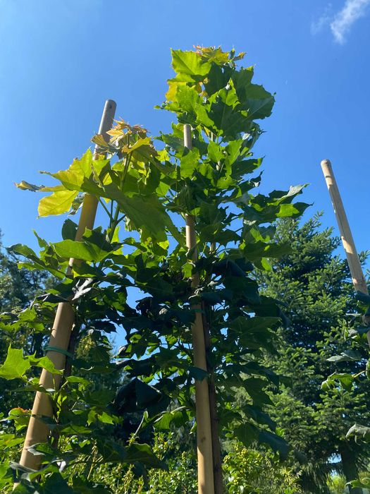 Klon zwyczajny Columnare 180-280 cm