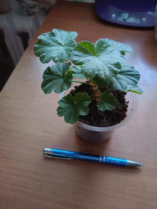 Pelargonia różyczkowa
