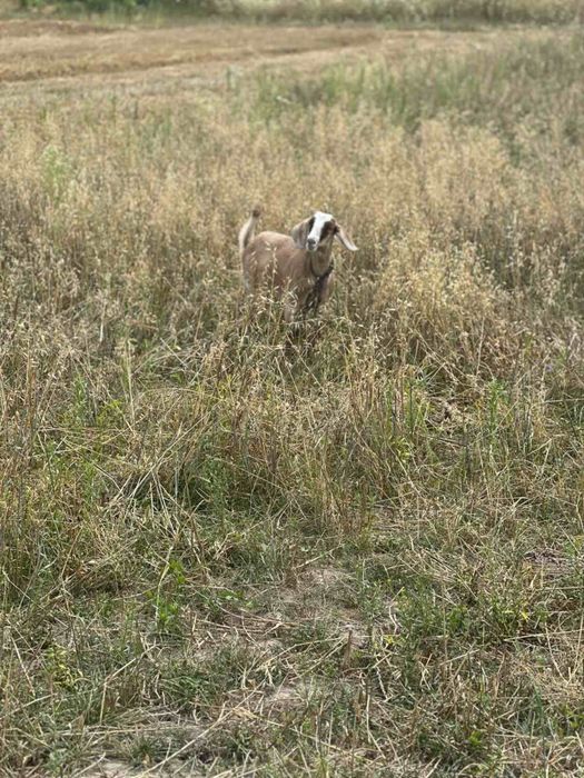Продам козочку , комола , нубійка, 6 місяців