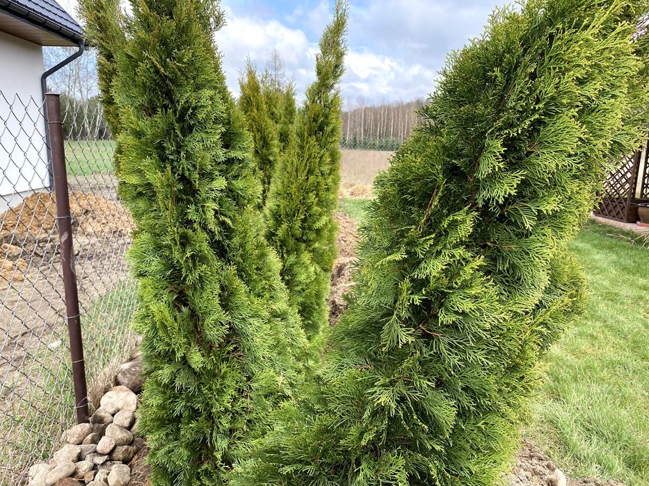 Thuja Smaragd Tuja Szmaragd stożkowa 200-250 cm na żywopłot Tanio