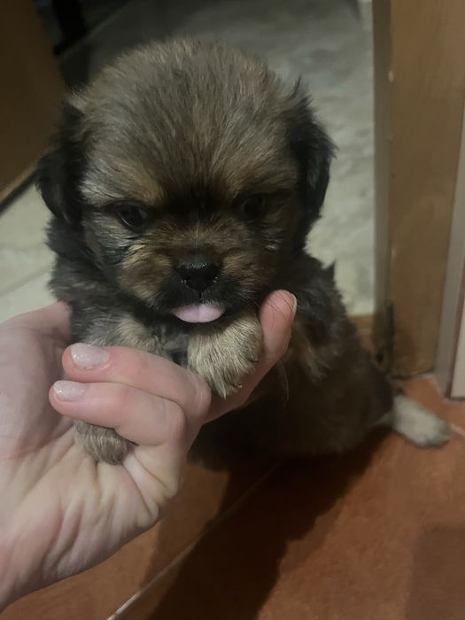 Цуценя , в добрі руки , мама пекінес