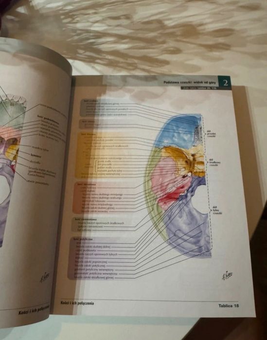 Atlas anatomii człowieka NETTER
