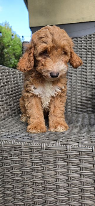 Cockapoo / chłopczyk