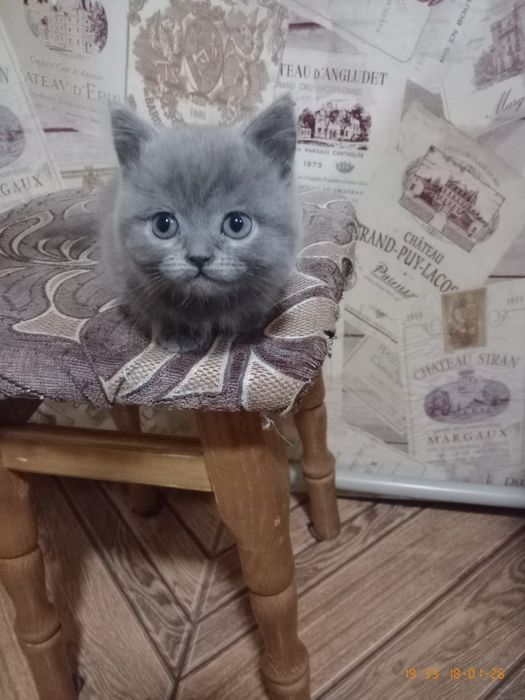 Продам шотландського хлопчика та дівчинку