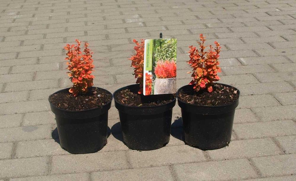 Berberys Orange Ice pomarańczowy Osiny 49a Kępno