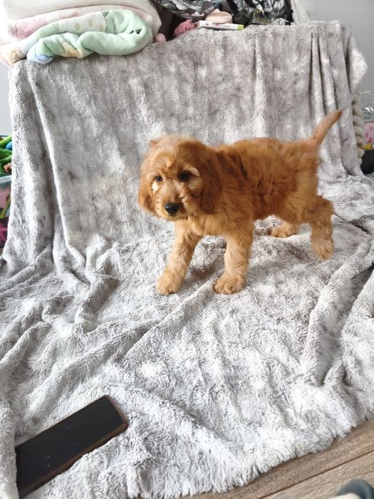 Irishdoodle Doodle goldendoodle seter badania genetyczne