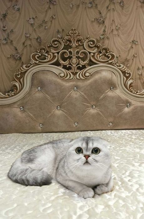 Вязка кот. Вязка серебристая шиншилла. Вислоухий шотландец скотиш фолд