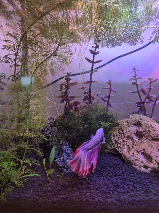 Podas de Bacopa Purple / Roxa - Planta de Aquário (Plano Traseiro)
