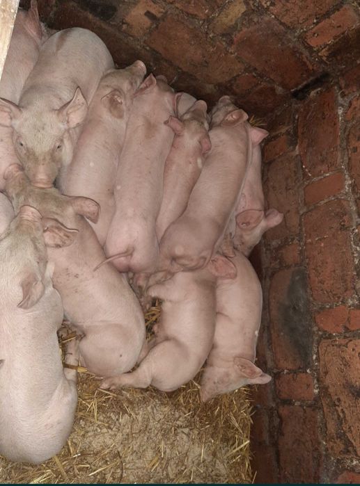 Продам маленьких поросят вага 30 кг