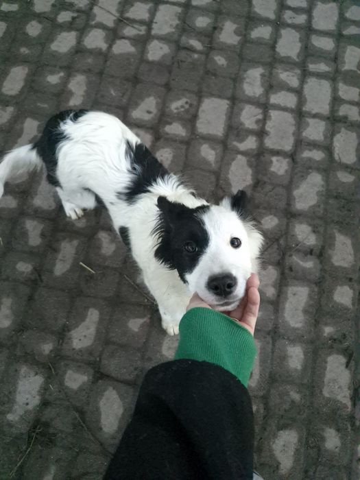 Border collie suczka o wyjątkowej urodzie