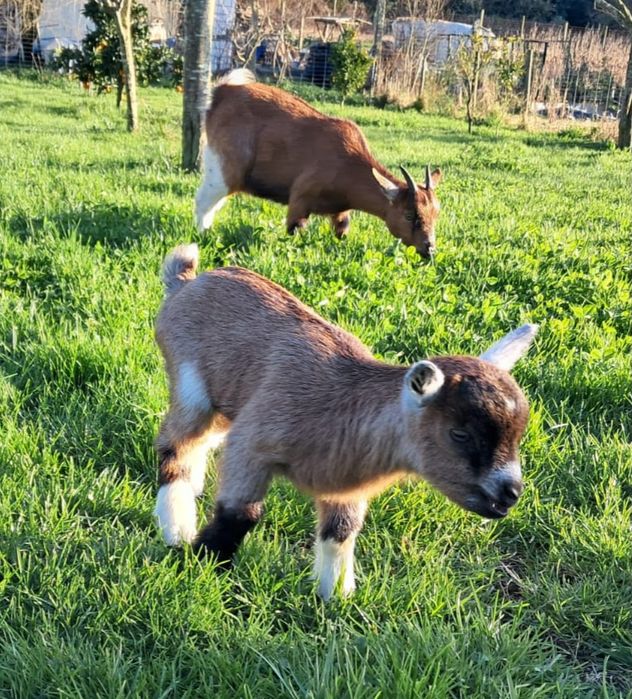 Casal de cabras anãs e filhote