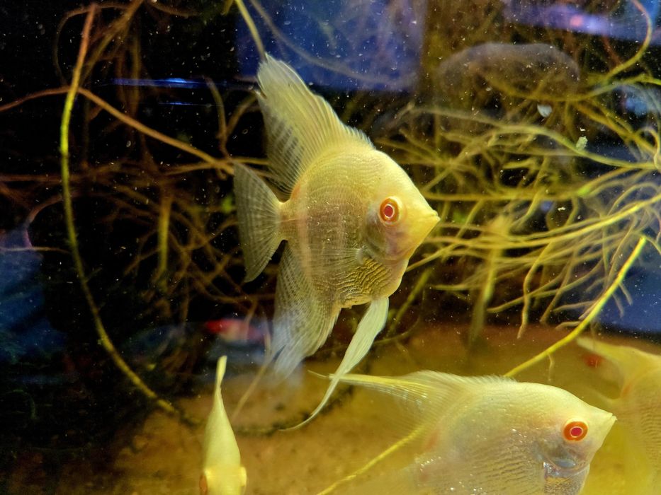 Skalar platynowy albino