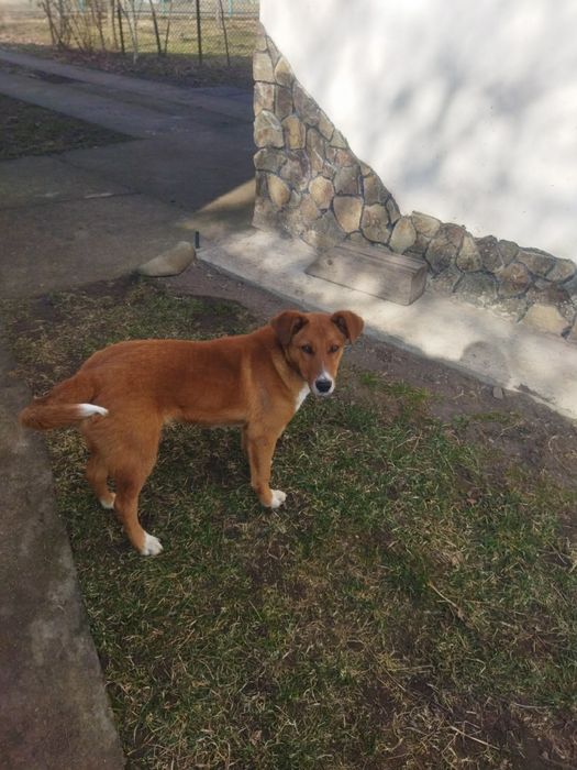 Хлопчик 1,5 року