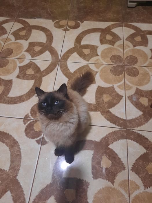 Сіамський кіт чекає подружку