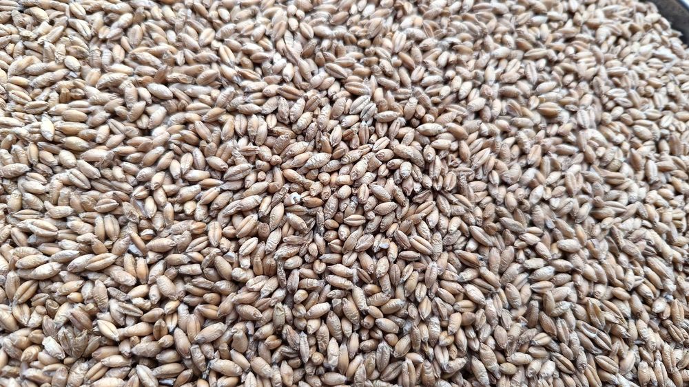 Sprzedam pszenica, pszenżyto, jęczmień, ze zbioru 2025,