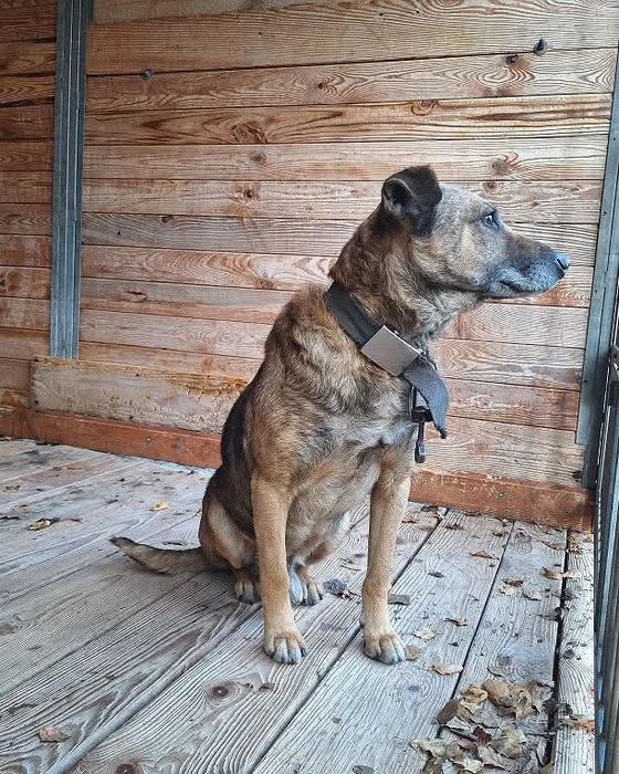 Yoko szuka dobrego domu