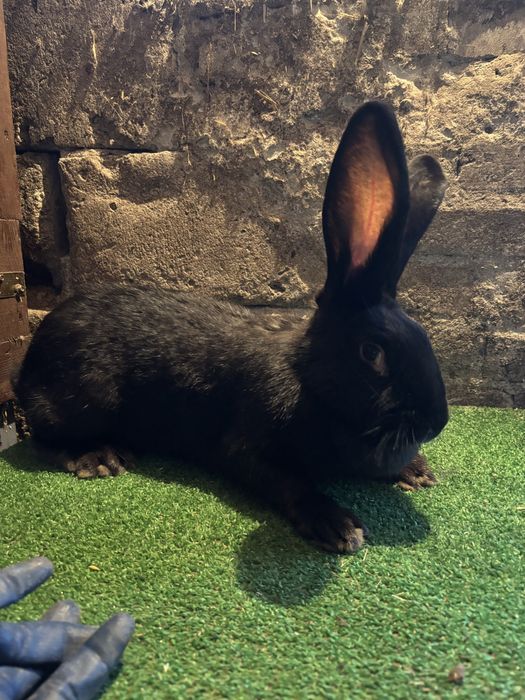 Olbrzym srokacz czarny