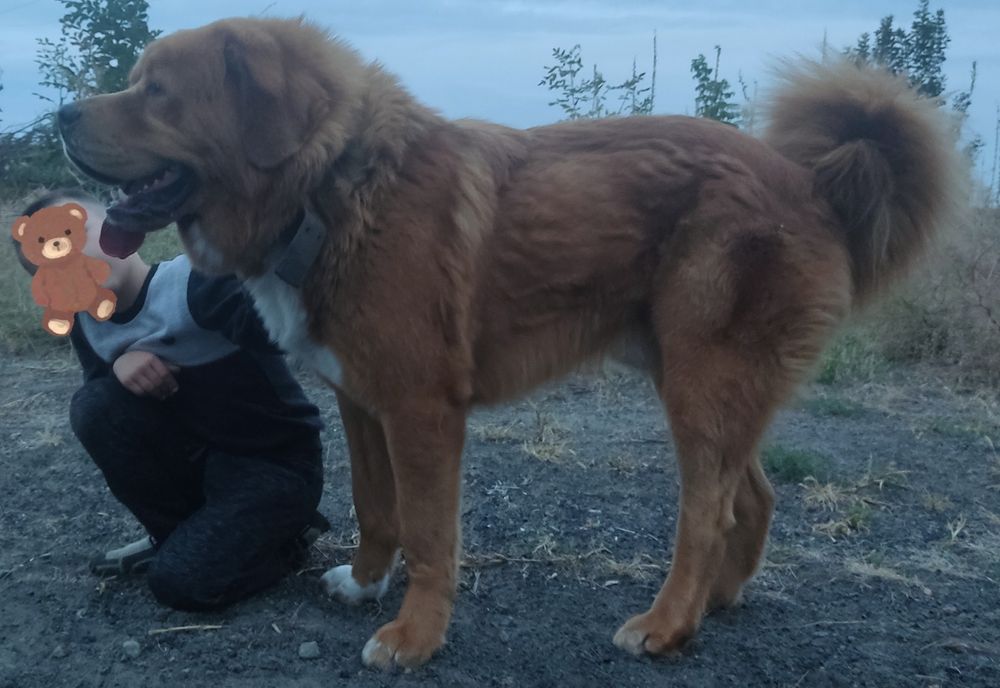 В'язка Тибетський Мастифа !