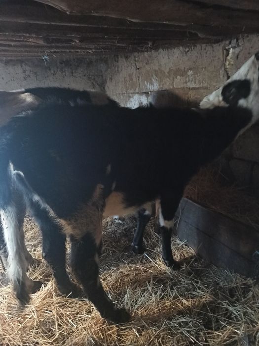 Продаю тільну теличку августа телитися  вік 1.10  ціна 15тис.