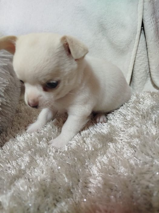 Chihuahua macho